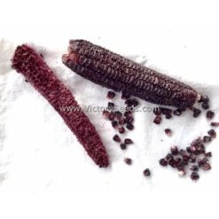 Double Red Sweet Corn