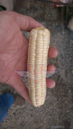 Will's Early June Sweet Corn