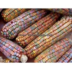 Earth Tones Dent Corn