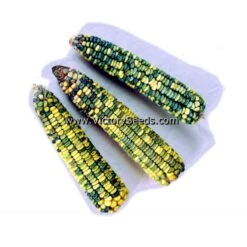 Green & Gold Dent Corn