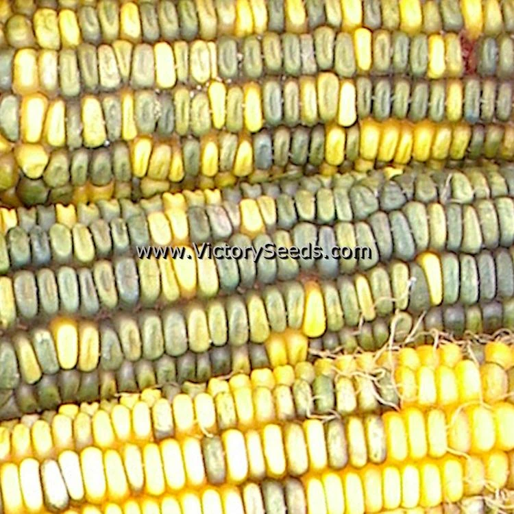Green & Gold Dent Corn - Image 3