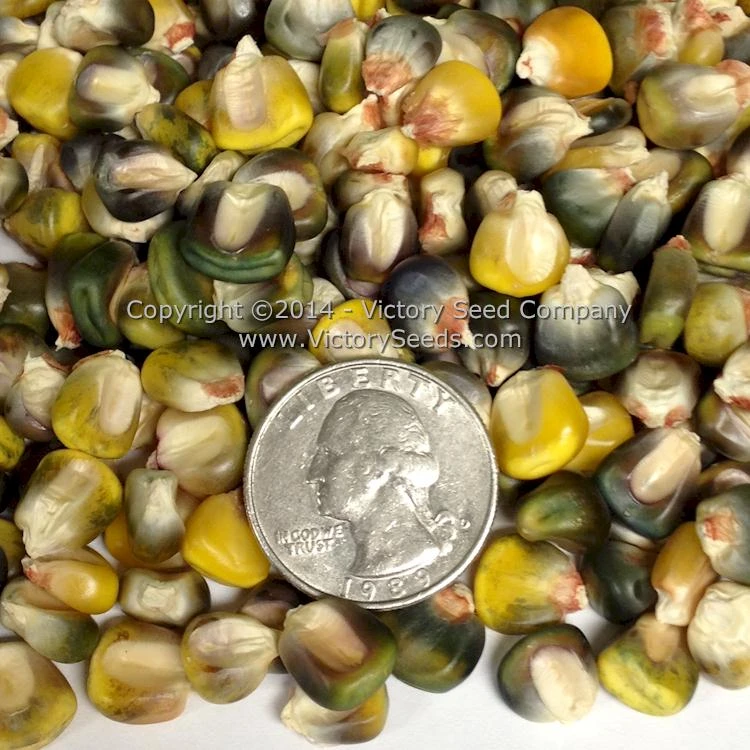 Green & Gold Dent Corn - Image 2