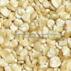 Hickory King White Dent Corn