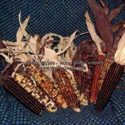 Indian Ornamental (aka Rainbow) Flour Corn