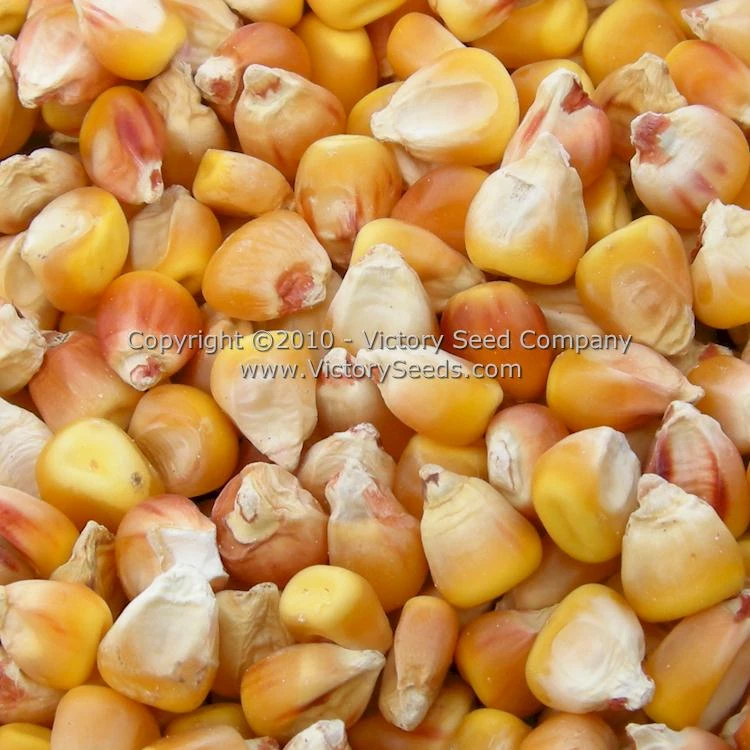 Lancaster Surecrop Dent Corn