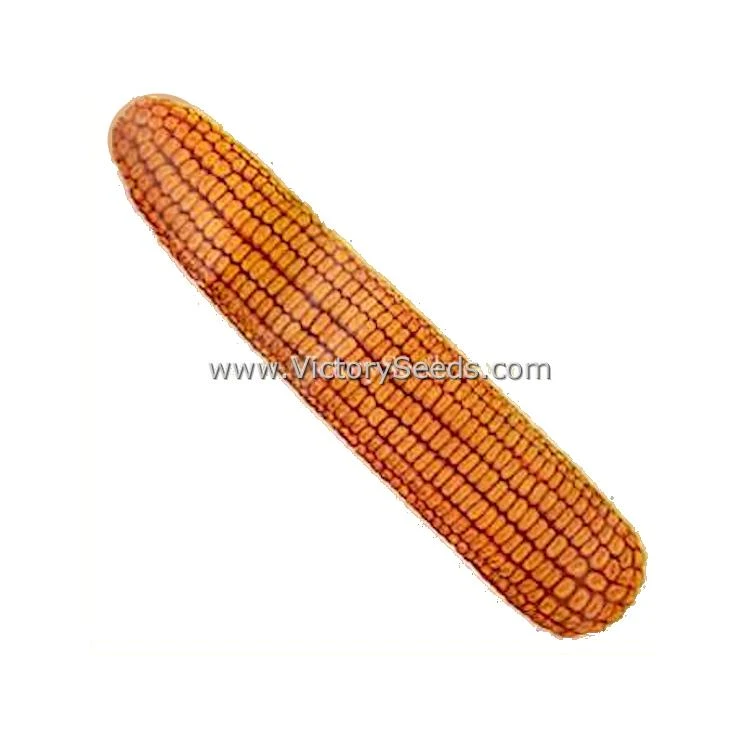 Lancaster Surecrop Dent Corn - Image 2