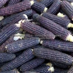 Midnight Snack Sweet Corn