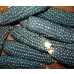 Miniature Blue Popcorn