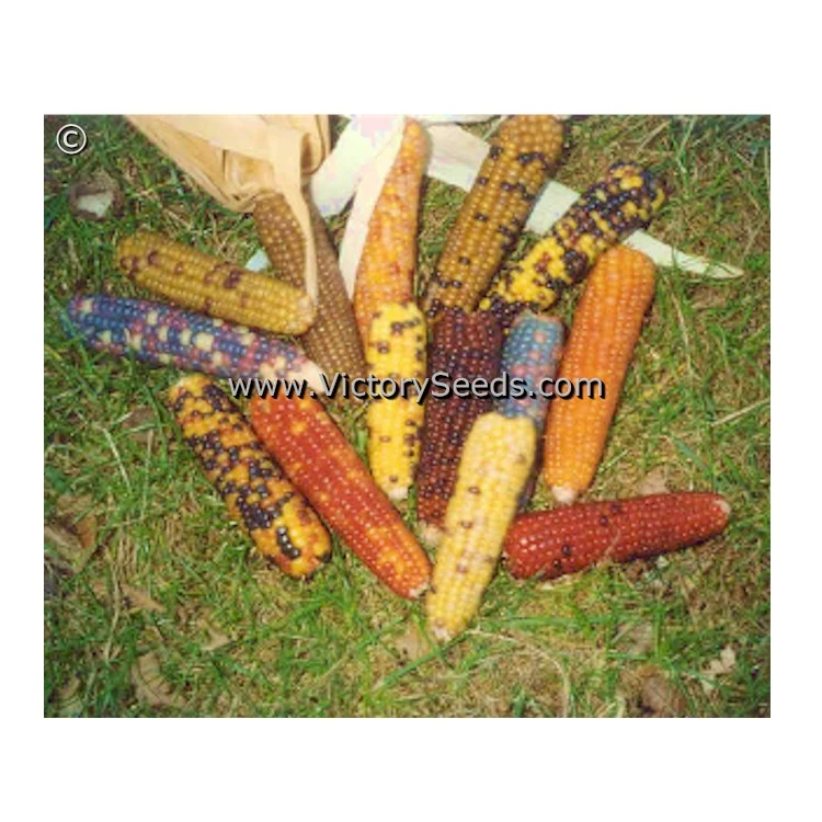 Miniature Colored Popcorn