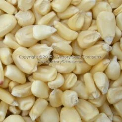 Mosby Prolific White Dent Corn