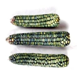 Oaxacan Green Dent Corn