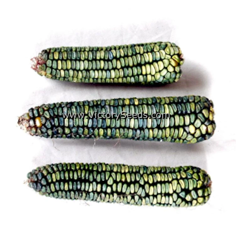 Oaxacan Green Dent Corn