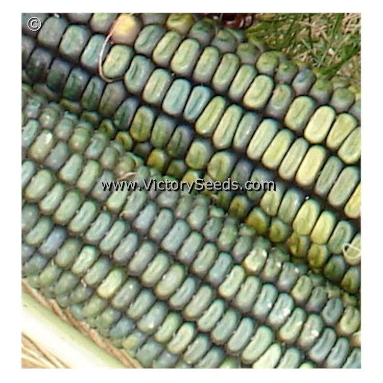 Oaxacan Green Dent Corn - Image 3
