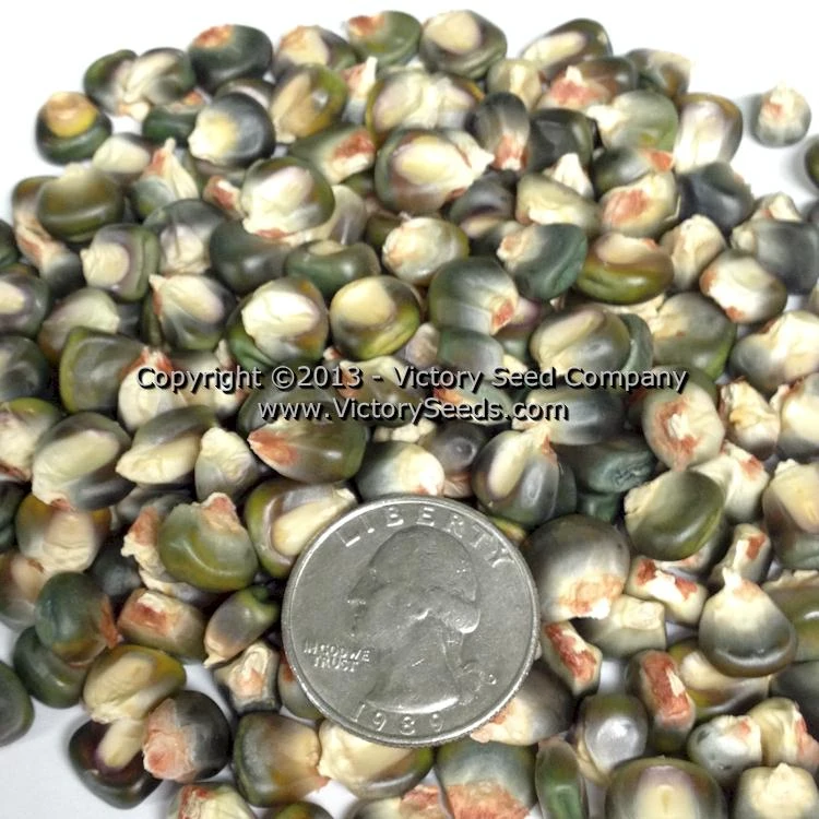 Oaxacan Green Dent Corn - Image 2
