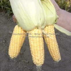 Orchard Baby Sweet Corn