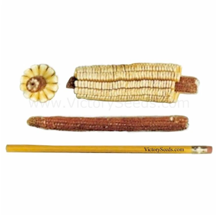 Pencil Cob Dent Corn