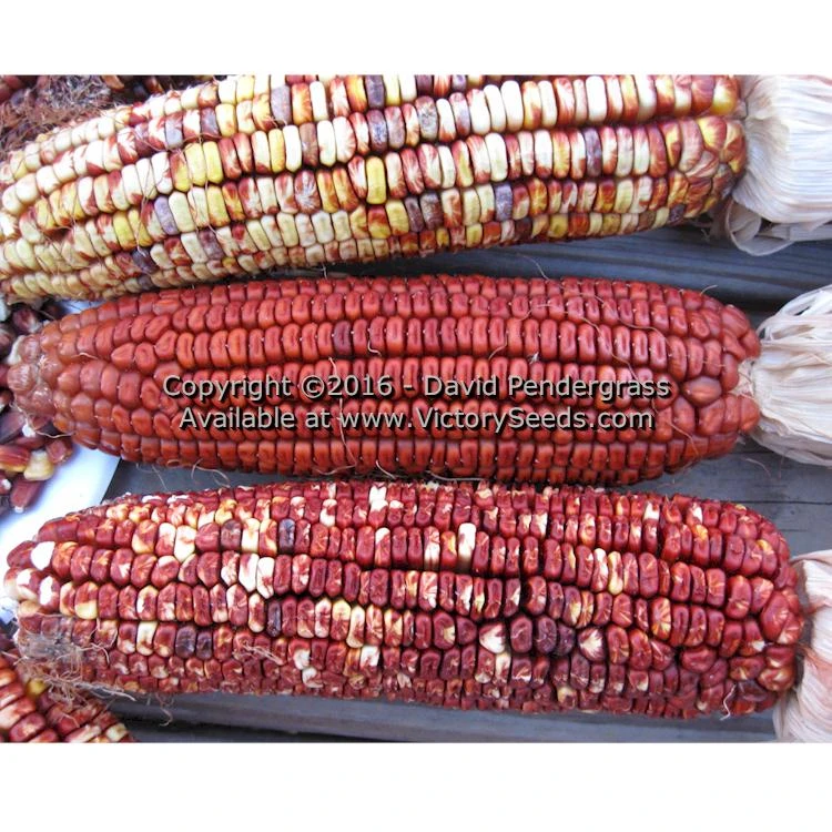 Petmecky Flint / Flour Corn - Image 6