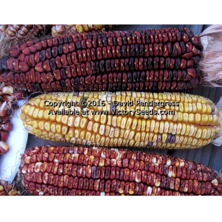 Petmecky Flint / Flour Corn - Image 5