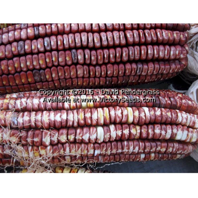 Petmecky Flint / Flour Corn - Image 10