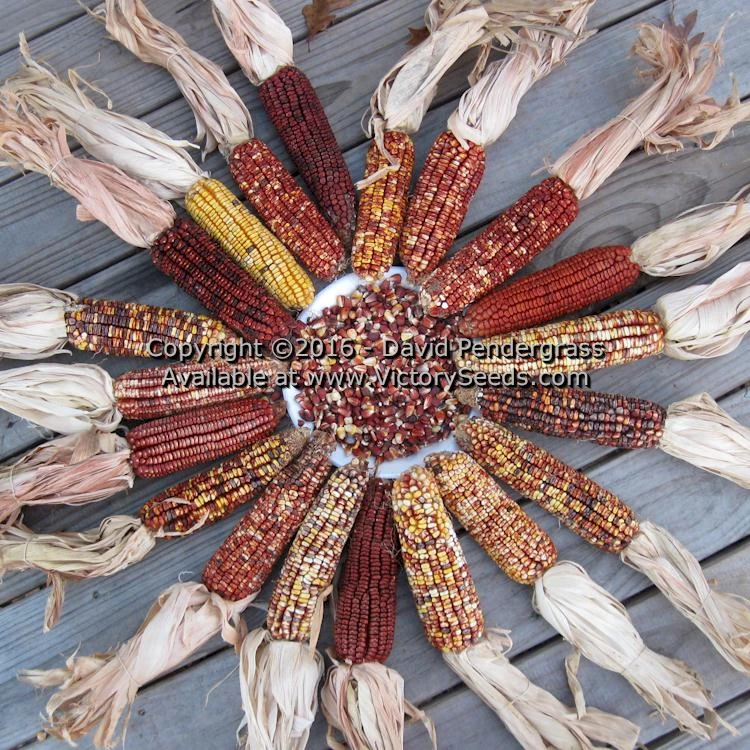 Petmecky Flint / Flour Corn