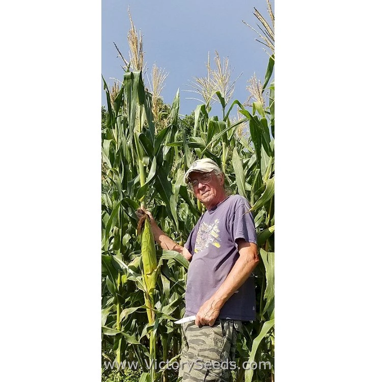 Petmecky Flint / Flour Corn - Image 7
