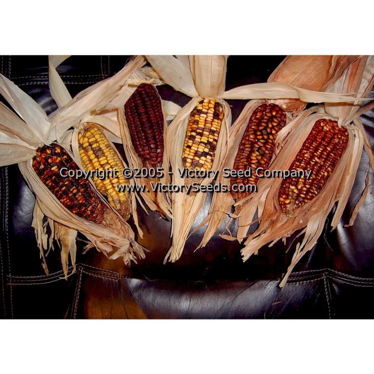 Petmecky Flint / Flour Corn - Image 2