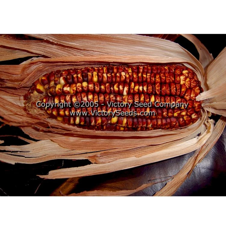 Petmecky Flint / Flour Corn - Image 8