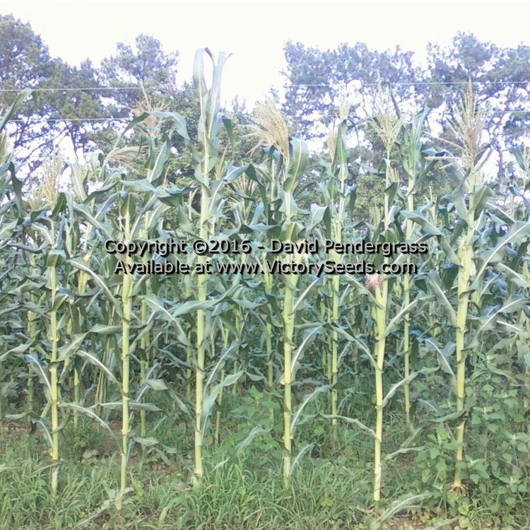 Petmecky Flint / Flour Corn - Image 9