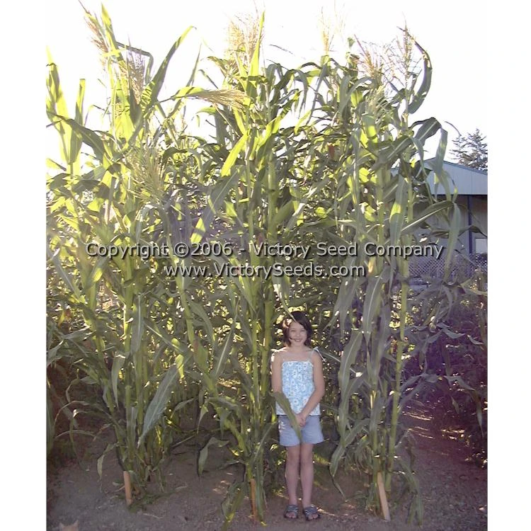 Petmecky Flint / Flour Corn - Image 3