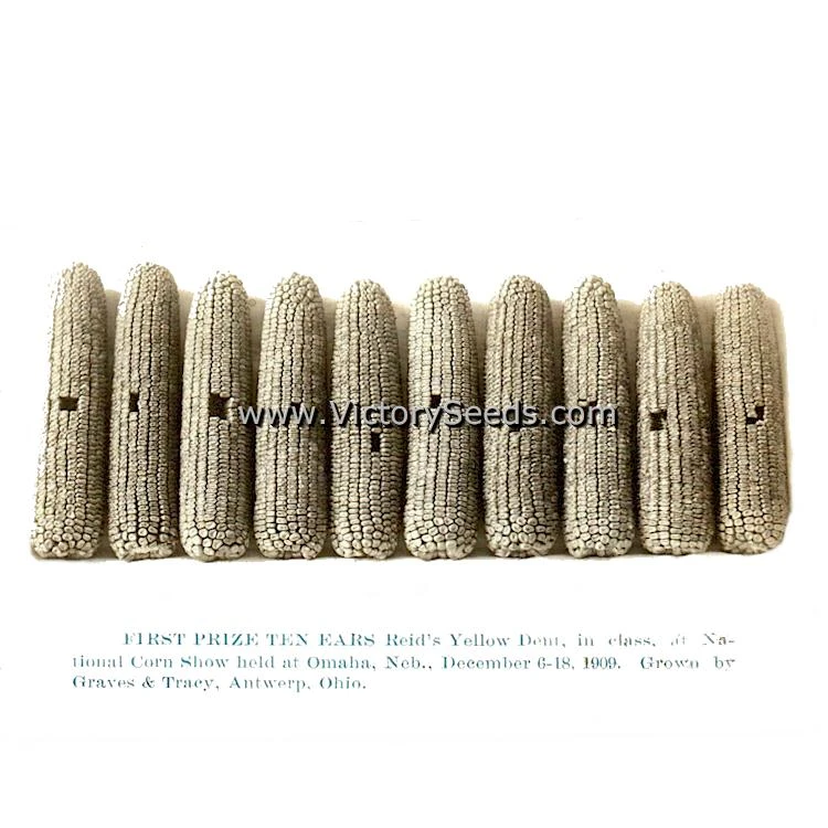 Reid's Yellow Dent Corn - Image 2