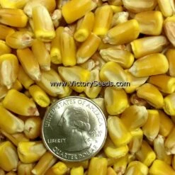 Reid's Yellow Dent Corn
