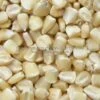 Silver King White Dent Corn