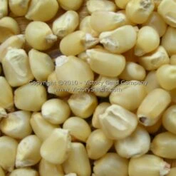 Silvermine White Dent Corn