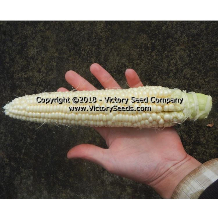 Six Shooter Sweet Corn - Image 5