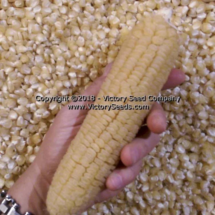 Six Shooter Sweet Corn - Image 6