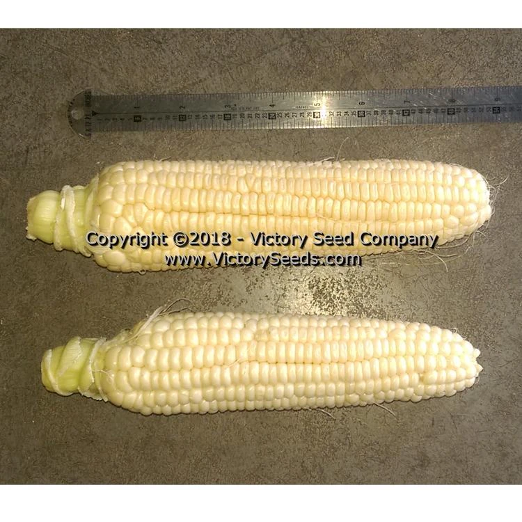 Six Shooter Sweet Corn - Image 4