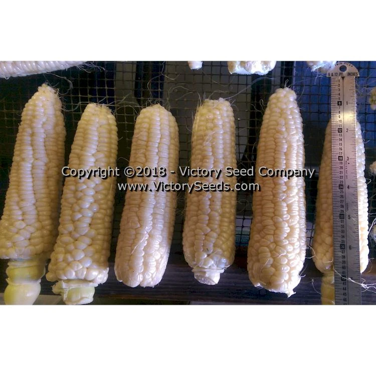 Six Shooter Sweet Corn