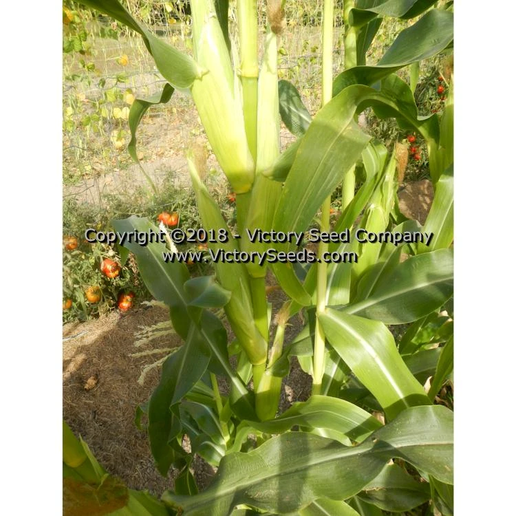 Six Shooter Sweet Corn - Image 3