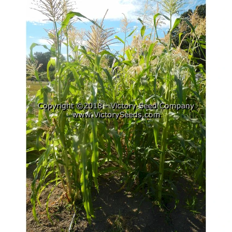 Six Shooter Sweet Corn - Image 7