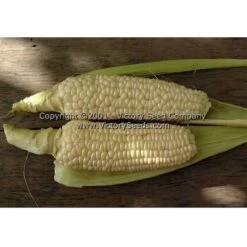 Stowell's Evergreen Sweet Corn