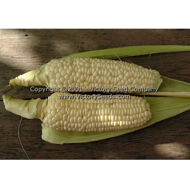Stowell's Evergreen Sweet Corn