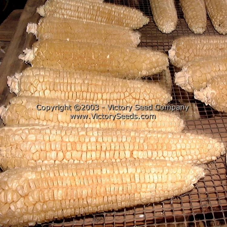 Stowell's Evergreen Sweet Corn - Image 4