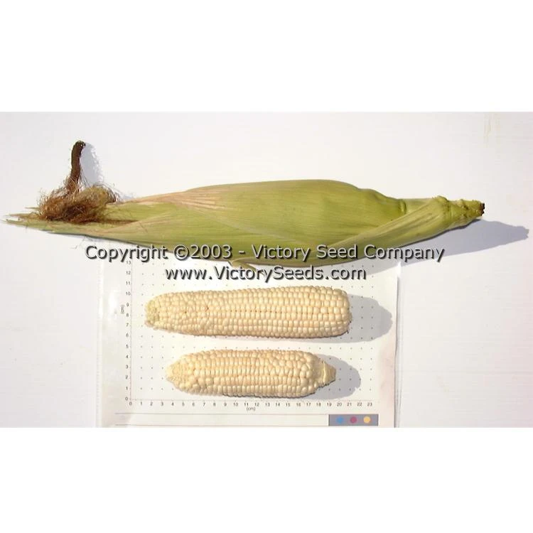 Stowell's Evergreen Sweet Corn - Image 3