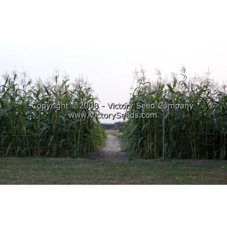 Stowell's Evergreen Sweet Corn - Image 2