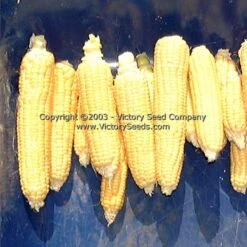Sunshine Sweet Corn