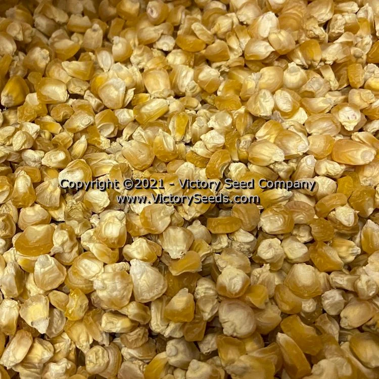 Fisher’s Earliest Sweet Corn (Organic) - Image 2