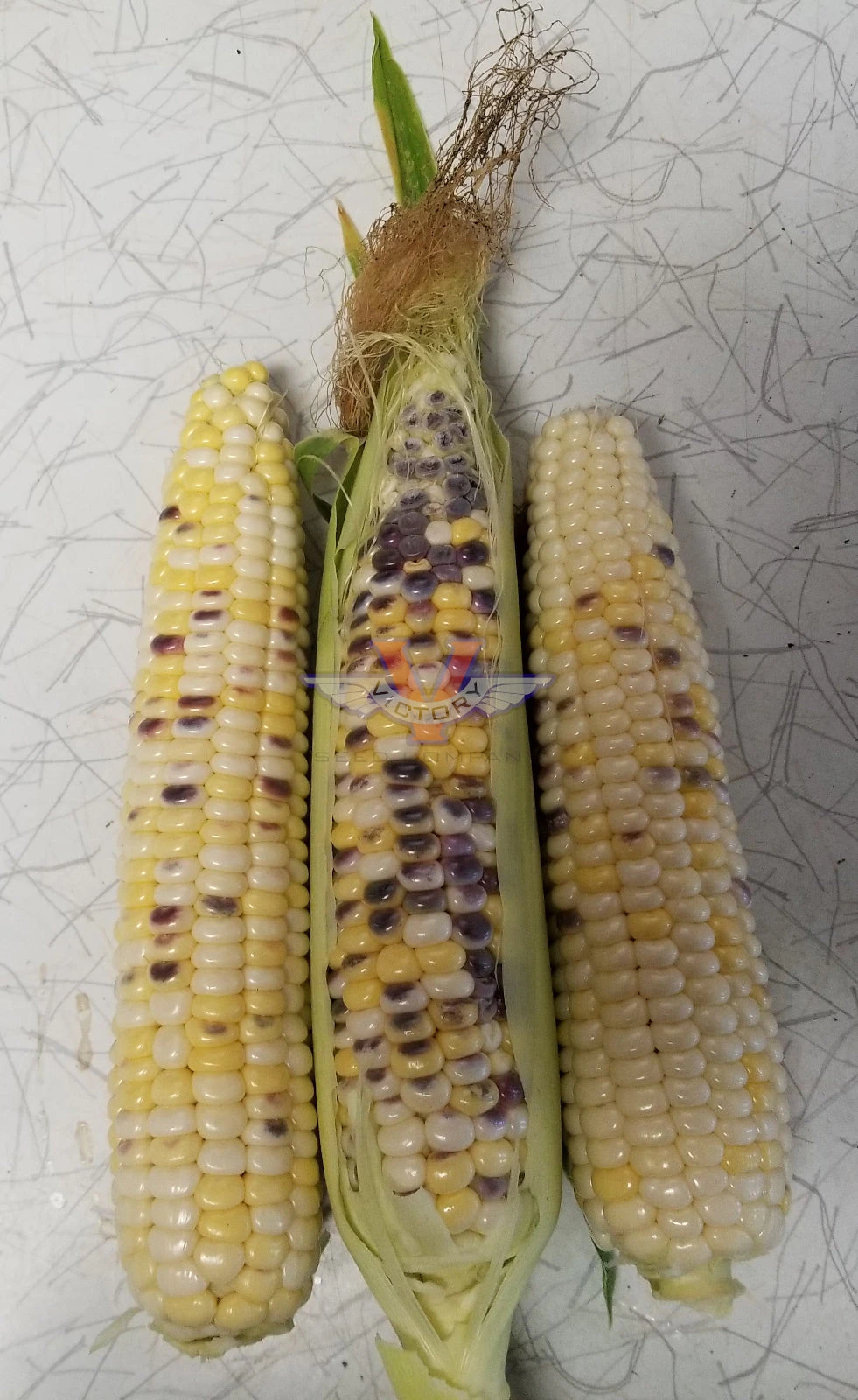 Triple Play Sweet Corn