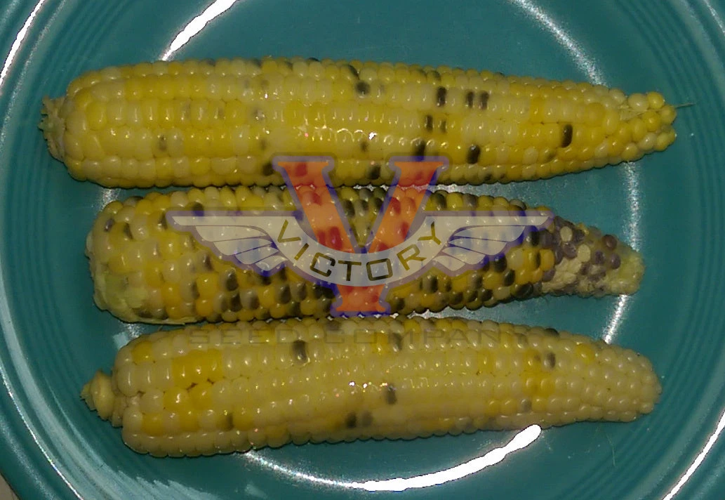 Triple Play Sweet Corn - Image 2