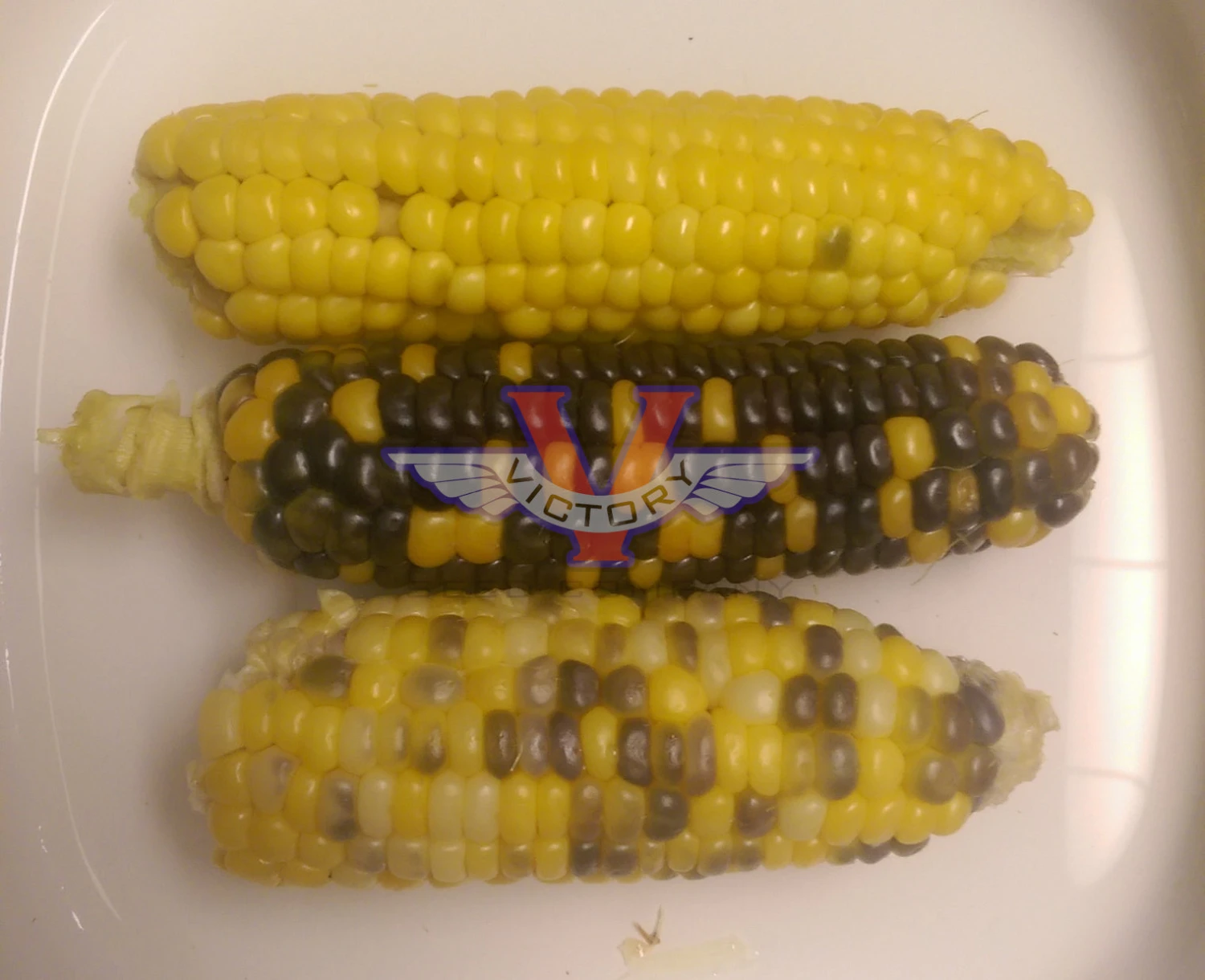 Triple Play Sweet Corn - Image 6