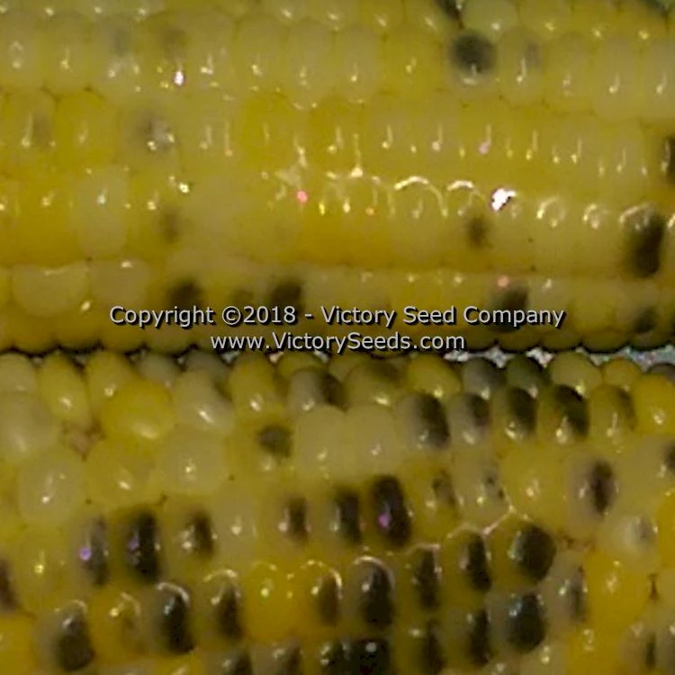Triple Play Sweet Corn - Image 7